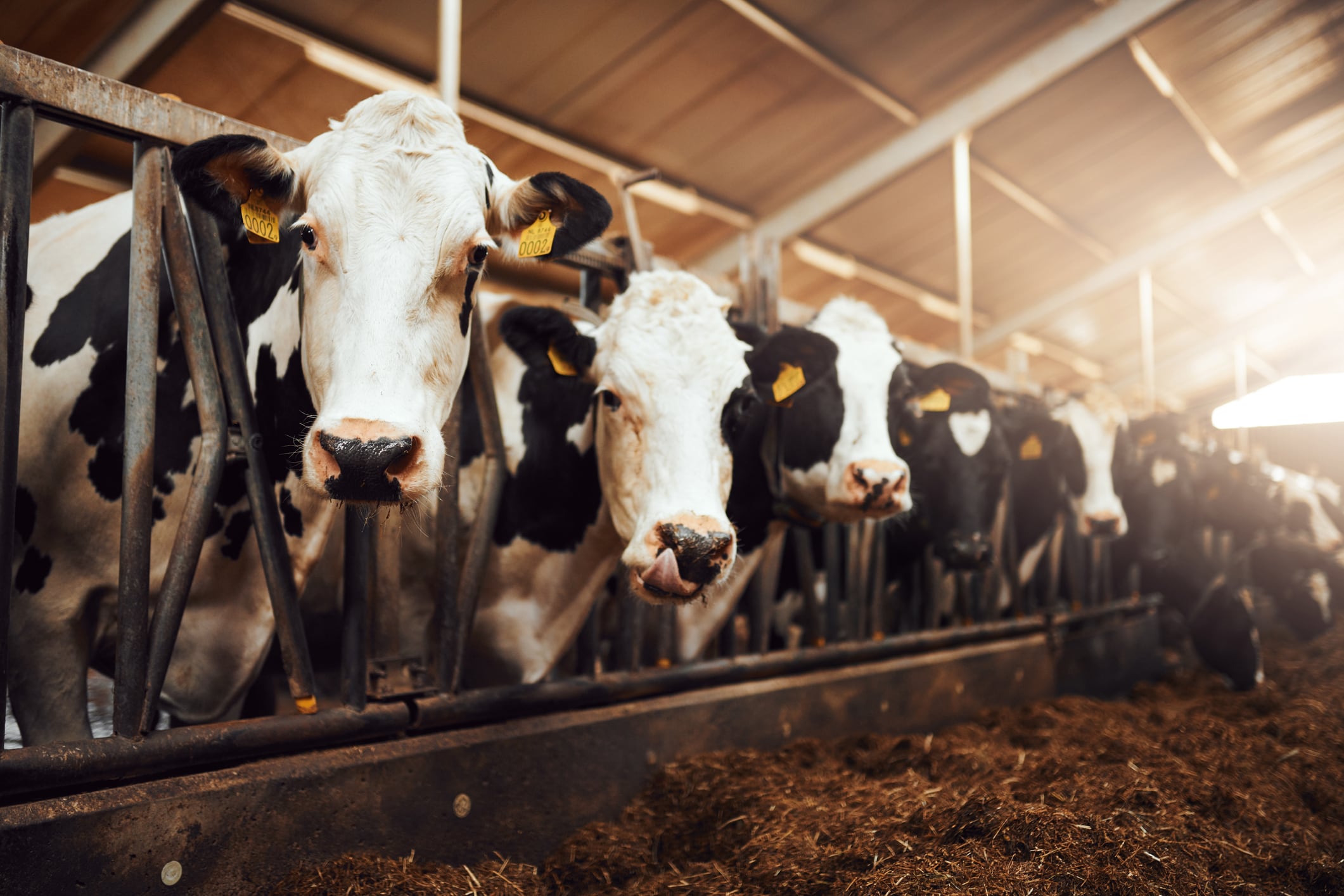Methane emissions don’t need to hit net zero to avert climate crisis