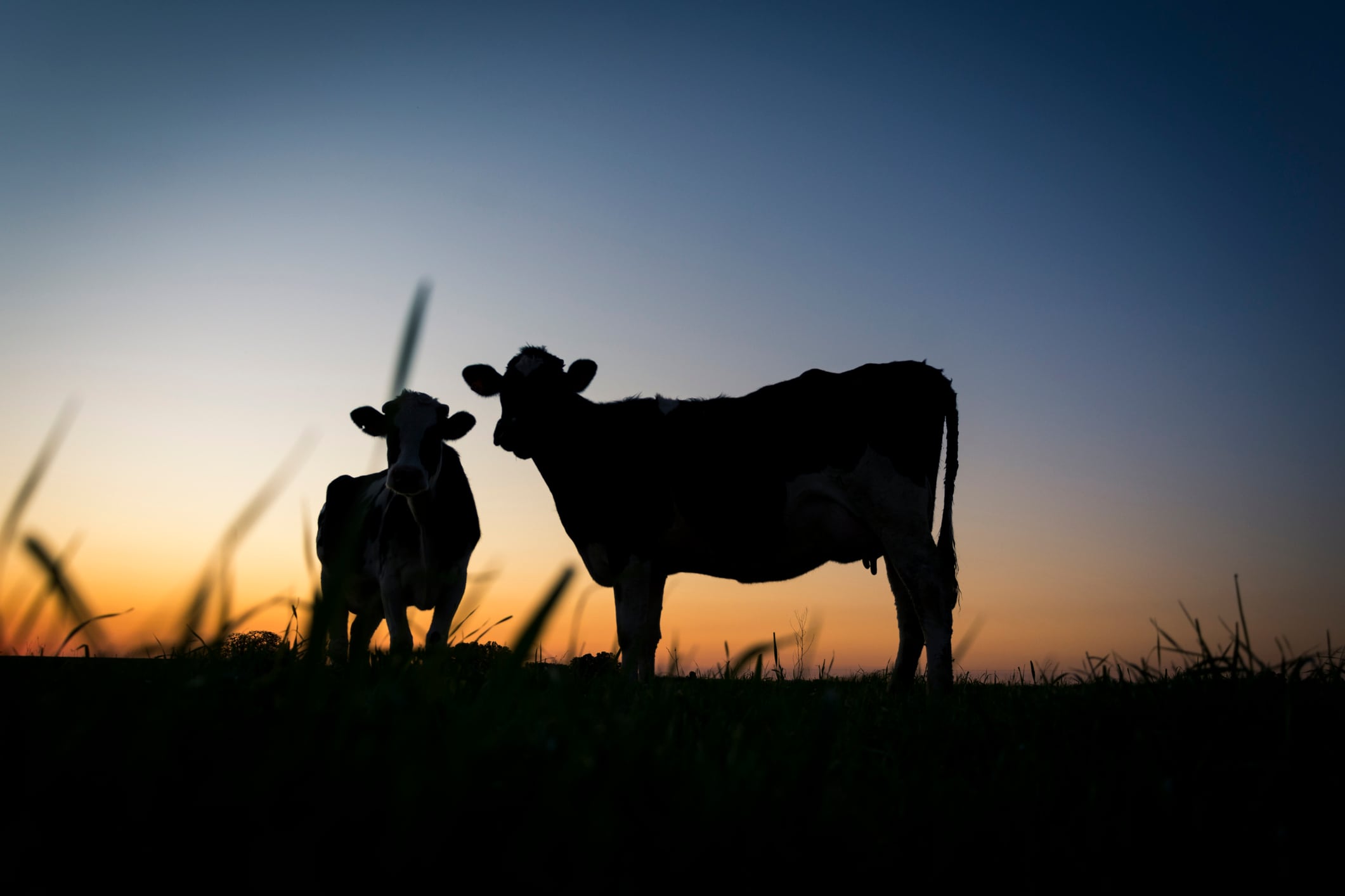 Danone and Nestlé go digital for greener African dairy