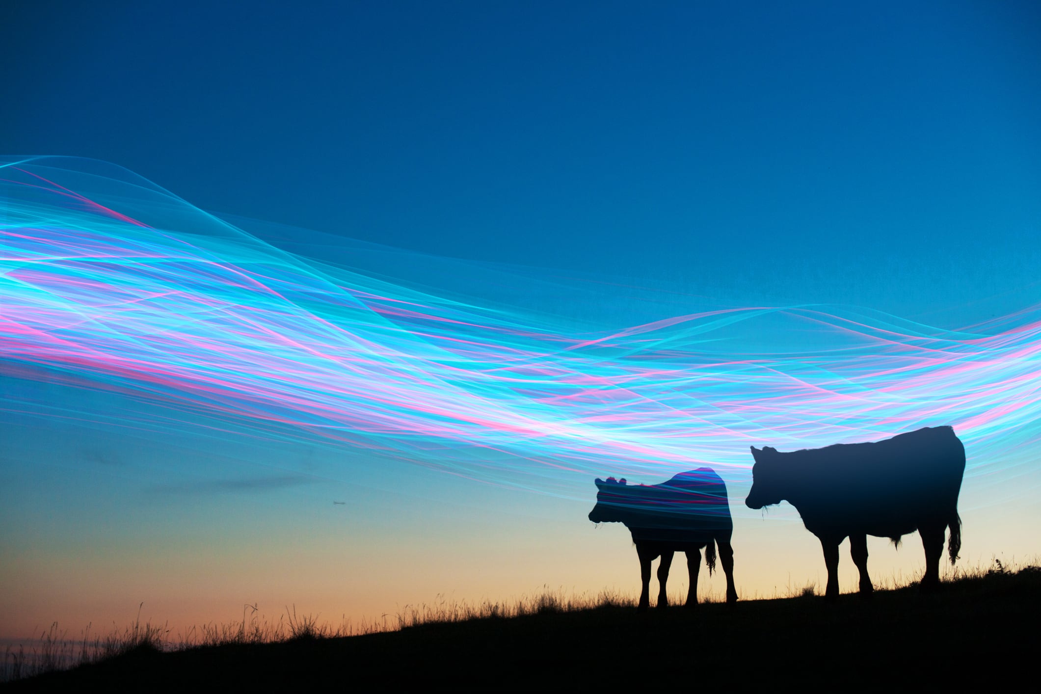 Functional dairy booms as tech-driven innovation renew category potential