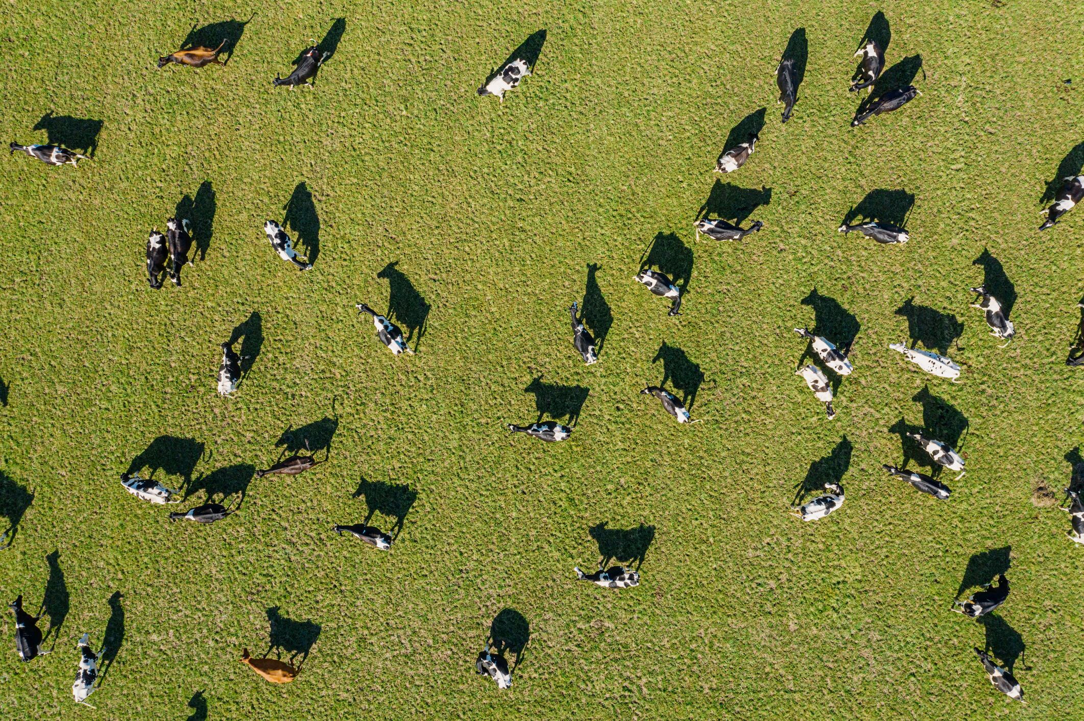 Genetic potential: AgriZeroNZ invests in Nbryo to accelerate breeding of low-methane livestock
