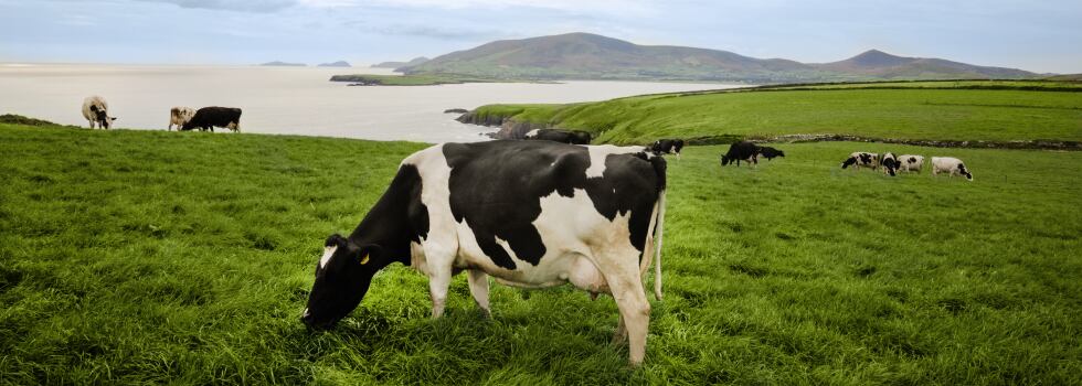 Ireland drives European dairy campaign in Asia, as global Irish dairy exports grow 