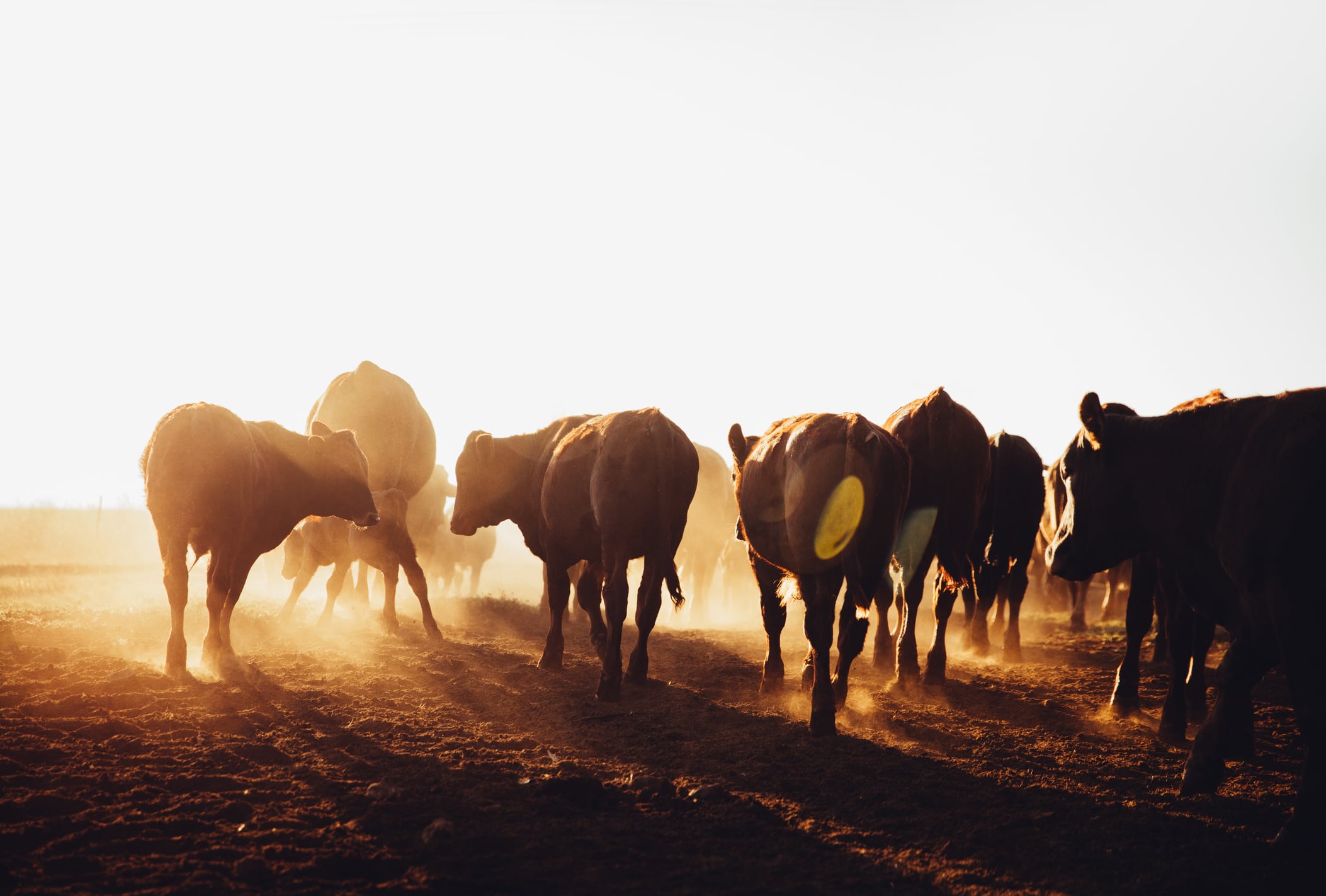FMD outbreak in South Africa sparks urgent biosecurity push
