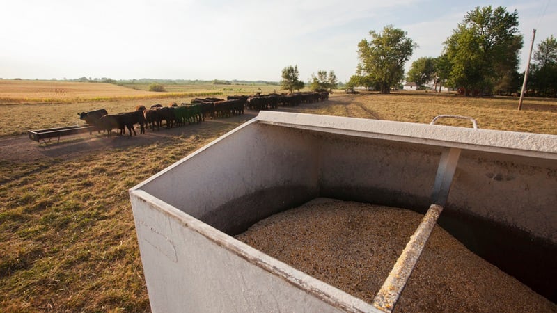 Feed market analysis: Alltech releases 2026 Agri-Food Outlook, highlighting production trends