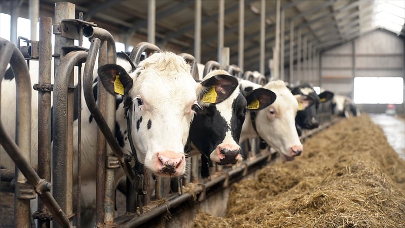 Expanding the toolbox: Japan approves methane-cutting feed additive under J-Credit scheme