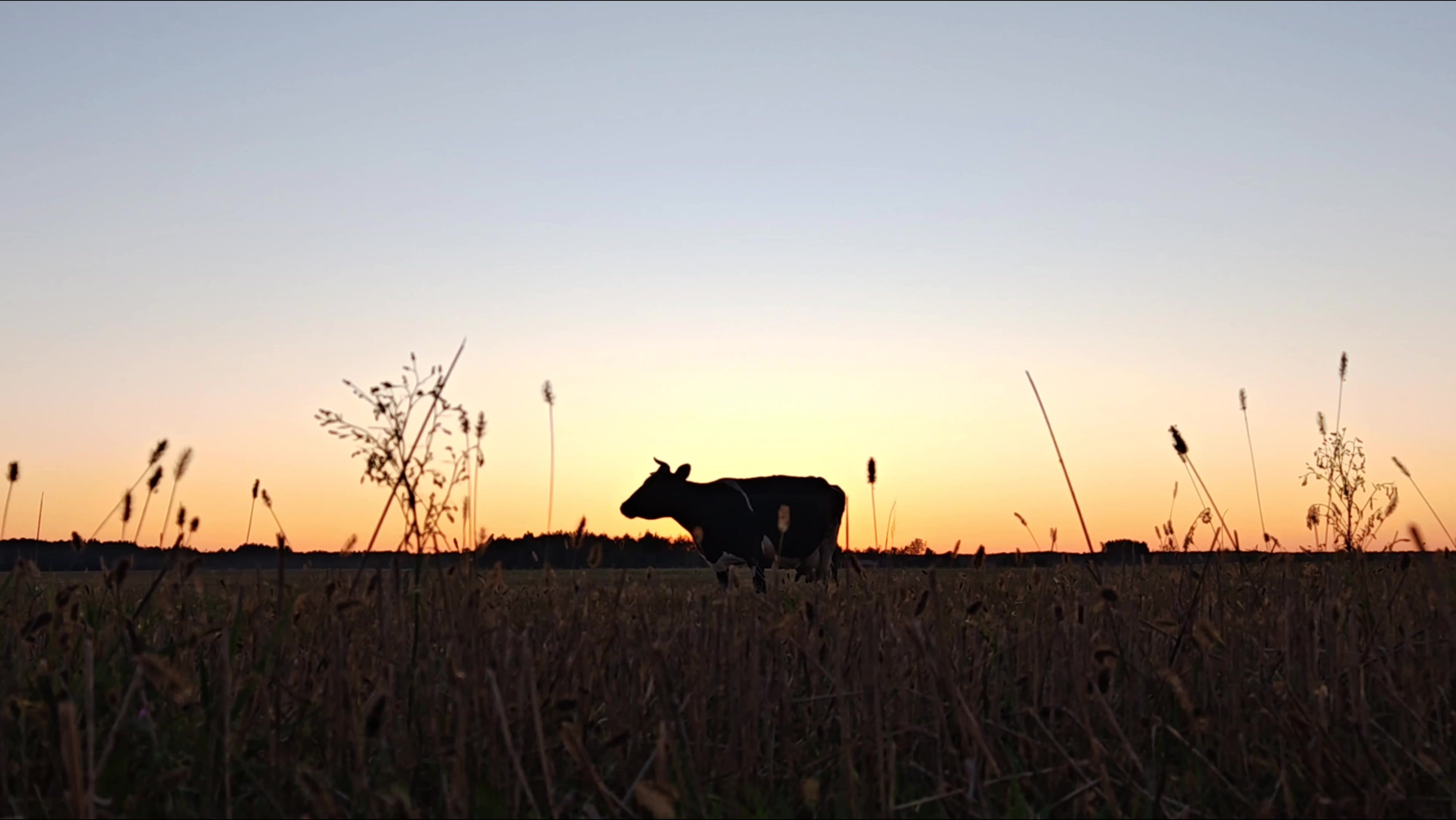 Animal product yields, quality and manufacturers’ margins under increased threat