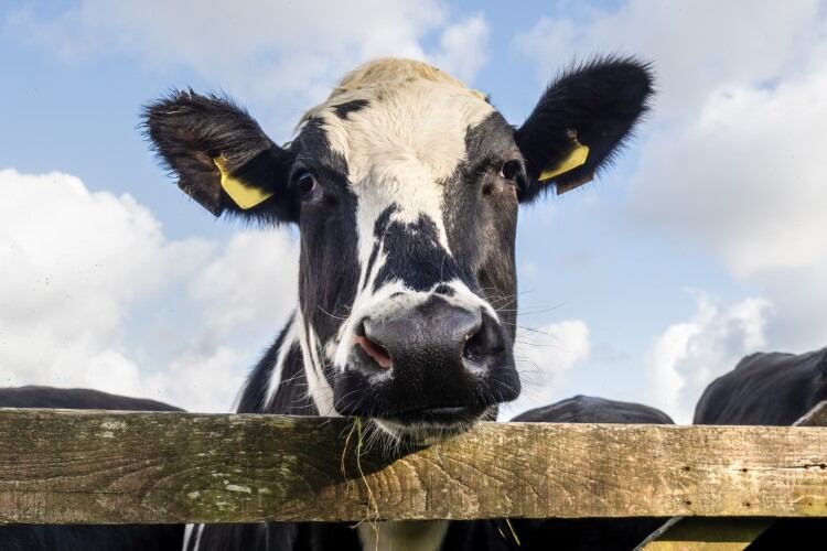 Keep it cheesy: The best dairy-themed April Fool's Day 2023 pranks