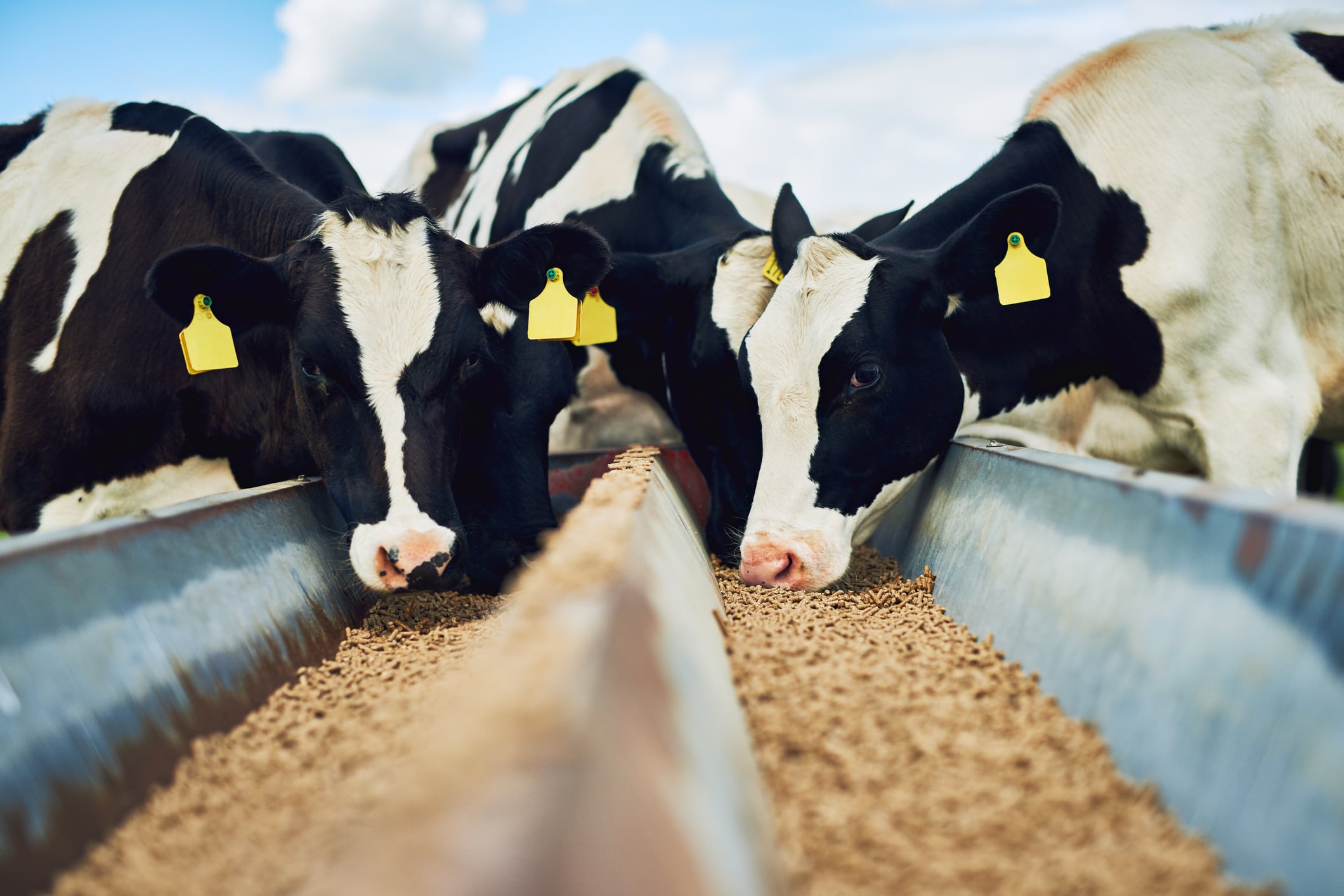 A ripple effect: New research links calf fertility timing to milk production, workload and farm costs