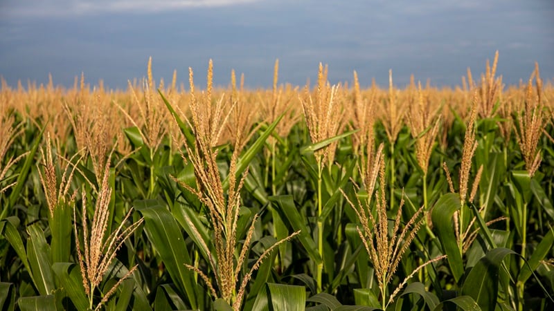 Shipping squeeze: Asian feed millers take ‘wait‑and‑see’ approach as Iran war pushes corn prices higher