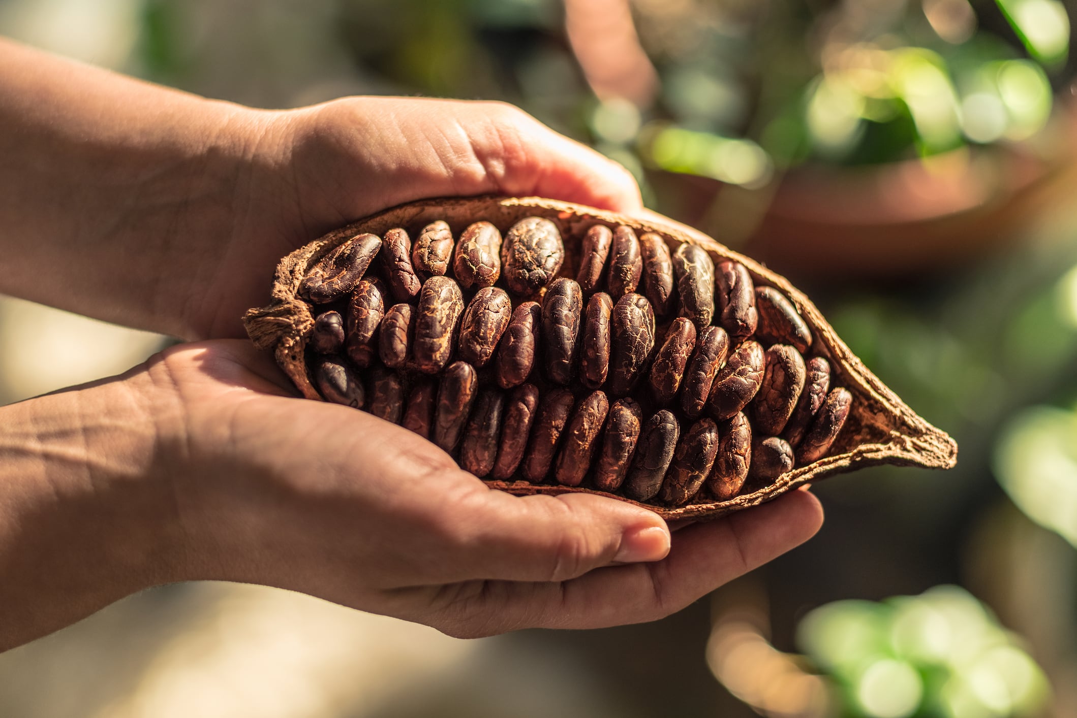 As cocoa chaos continues, Kokomodo finds its moment